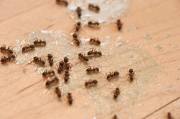 Best Local Pest Control Services  in Eagle River, WI